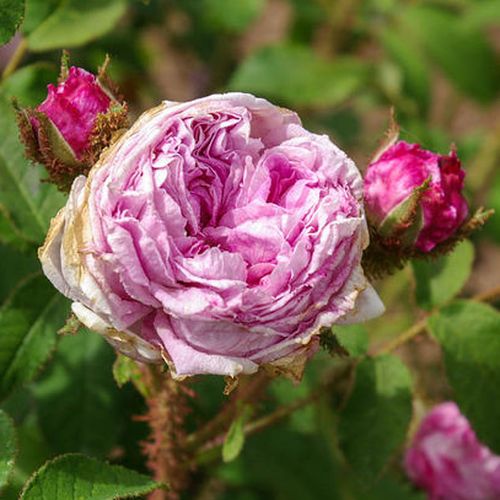 Gärtnerei - Rosa Madame Moreau - rot - weiß - moos-rosen - stark duftend - Robert and Moreau - Besondere Moosrose mit gestreiften Blüten.